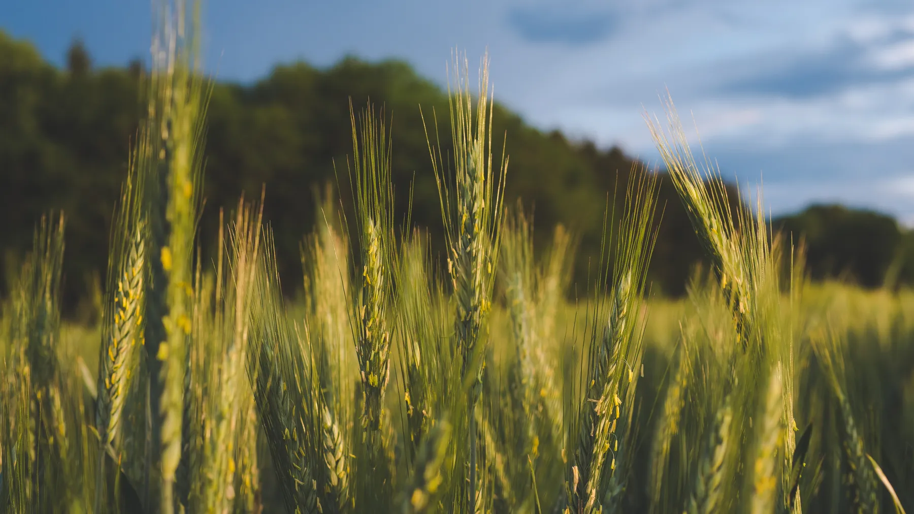 Die optimale Nährstoffversorgung der Sommerungen – Gerste, Hafer, Kartoffel und Zuckerrübe