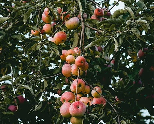 Der Obstbaumschnitt im Herbst