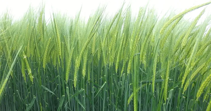 Sortenempfehlungen von DIE SAAT für Ihren Herbstanbau 2021
